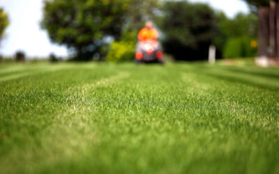 Essential Summer Lawn Care Guidelines