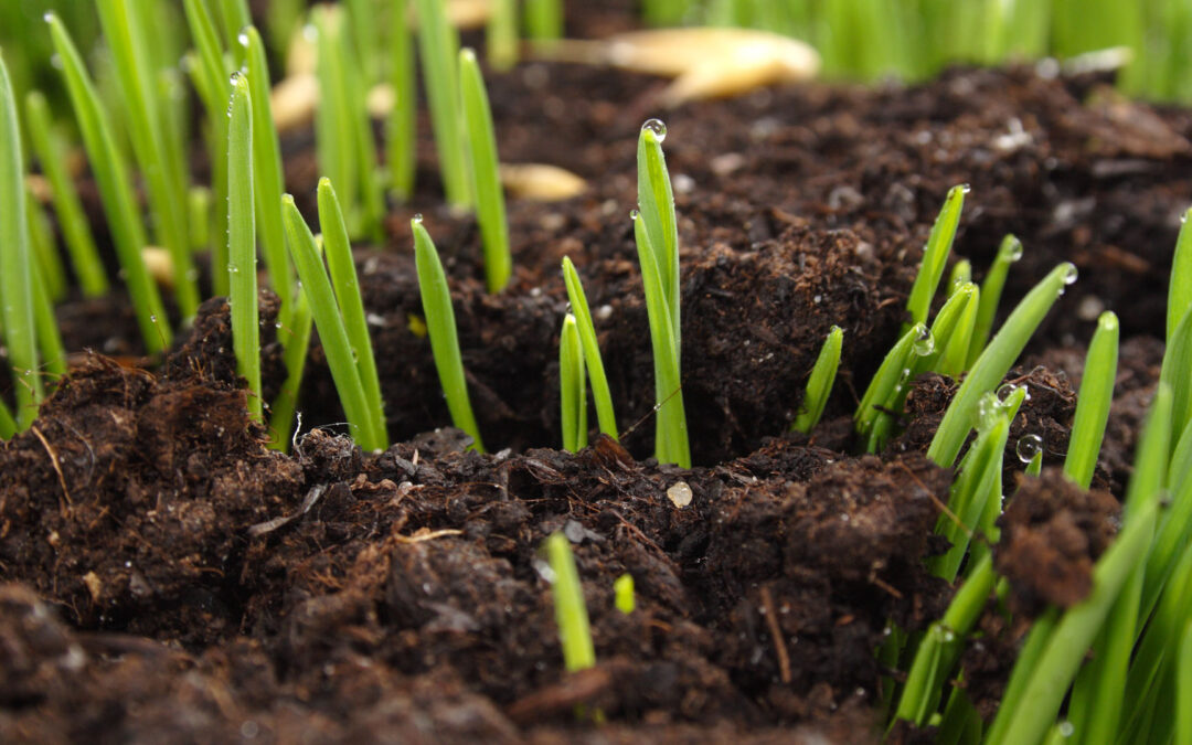 Planting Grass Seed: A Step-by-Step Guide