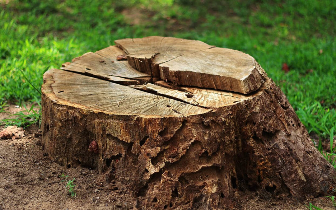 Post-Stump Grinding Maintenance: 10 Essential Steps for a Beautiful Yard