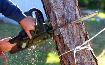 A Comprehensive 5-Step Guide for Tree Removal Planning and Preparation