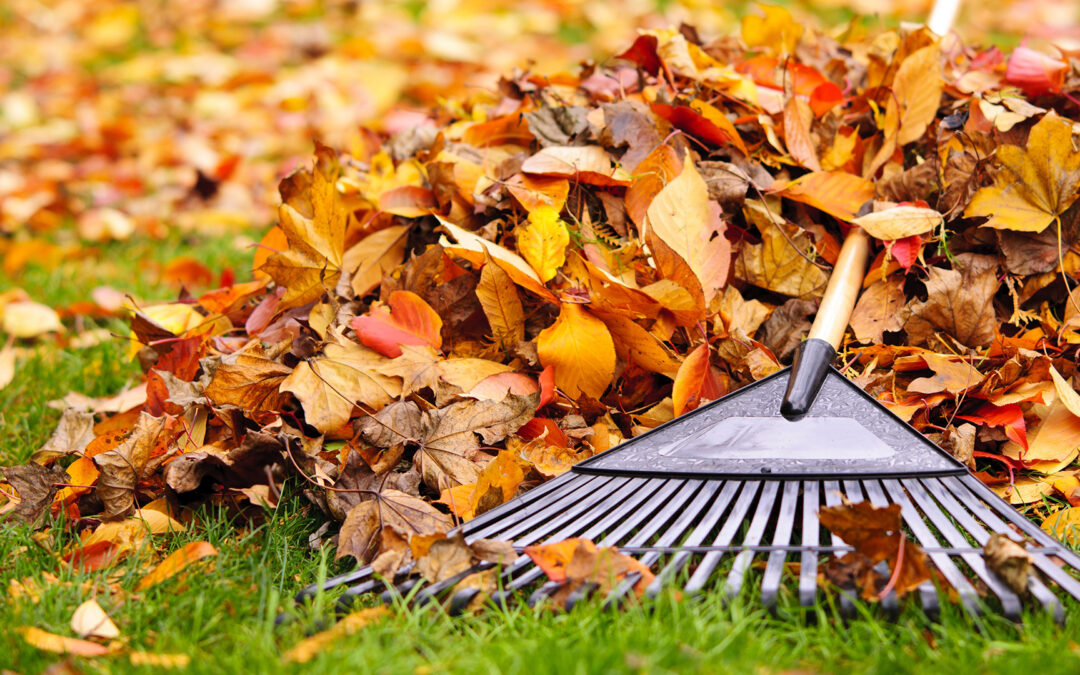 Fall Lawn Care Tips for a Lush and Healthy Yard