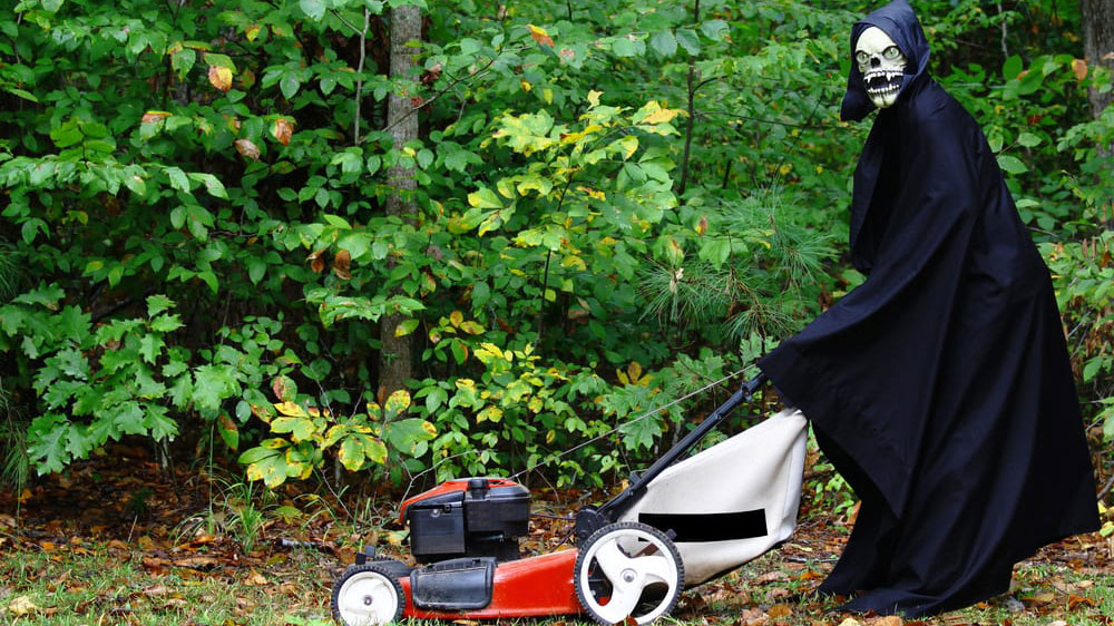 Spooky Tree Cleanup: Post-Halloween Tips for Tree Care