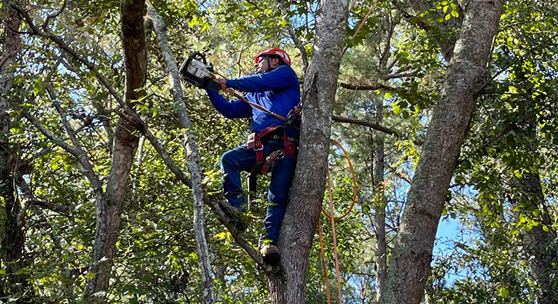 tree-removal